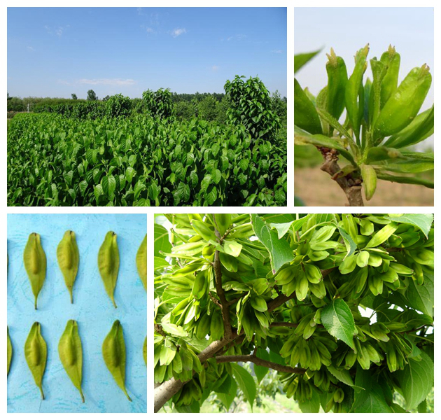 尊龙人生就是博d88 - App Store